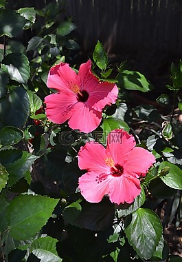 槿,粉紅色,開花