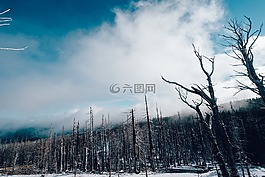 樹(shù),森林,伍茲