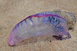 海黃蜂,帆船,水