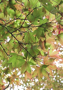 葉子,樹,綠色
