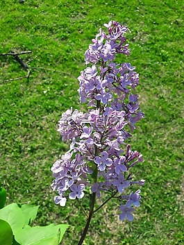 花朵,彈簧,綠色的