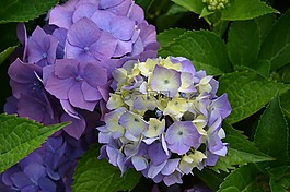 繡球花,花,紫