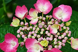 繡球花,花,芽