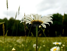 花,雛菊,自然