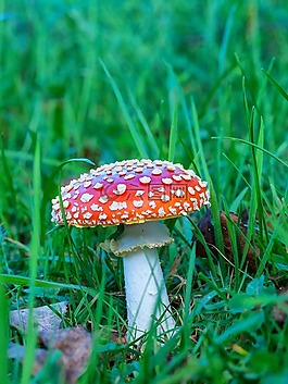 飛木耳,蘑菇,草地