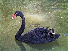 動(dòng)物,動(dòng)物園,天鵝