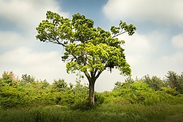 木材,云,植物