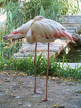 動物,動物園,火烈鳥