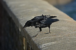 鳥,荷蘭,性質(zhì)