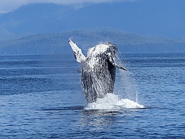 座頭鯨,自然奇觀,自然