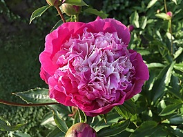 pfingsrose,紅色,夏季