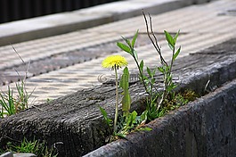 耐药,蒲公英,厂