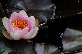 花,粉紅色水百合,水生植物