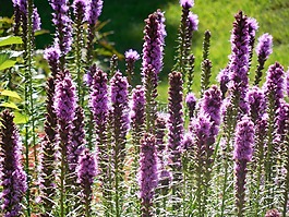 liatris,花,自然