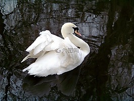 動(dòng)物,動(dòng)物園,天鵝