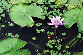 gwangokji,蓮花,鮮花