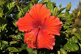 花,槿,熱帶