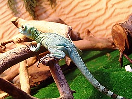 動(dòng)物,動(dòng)物園,蜥蜴