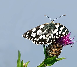 昆蟲(chóng),性質(zhì),活