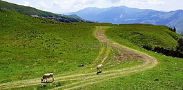山,牛,放牧