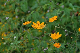 蝎子的区域,鲜花,野生