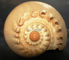 外殼,螺旋,生物