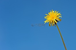 蒲公英,花,黃色