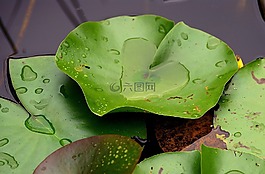 莉莉垫,绿色,雨