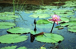 gwangokji,蓮花,鮮花