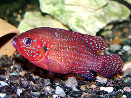 動(dòng)物,動(dòng)物園,魚