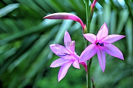 花,特寫,開花