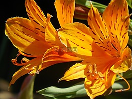 花,百合,白