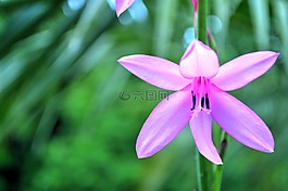 花,特寫,開花