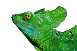 鬣蜥,蜥蜴,爬行動物