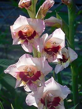 剑兰,花,植物