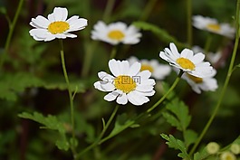 花園,花,鮮花