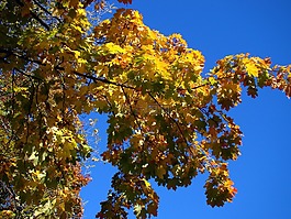 秋季,樹(shù),天空