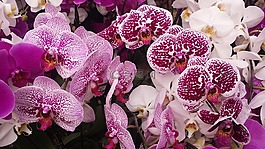花,春,蘭花