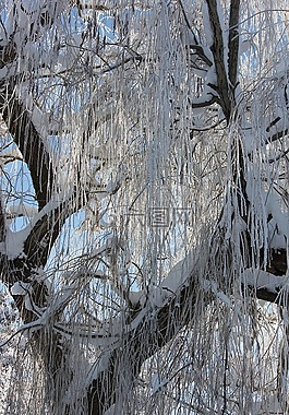 雪,冰,樹