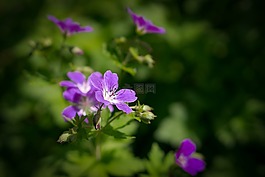 天竺葵,花,紫色