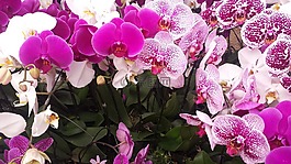 花,春,蘭花