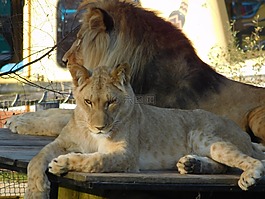 獅子,野生動物公園,動物
