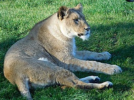 獅子,野生動物公園,動物