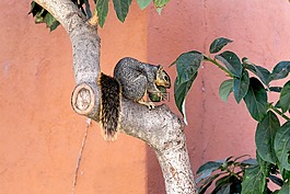 松鼠,動物,樹