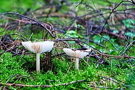 蘑菇,森林,秋季