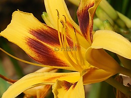 黃花菜,花,一天