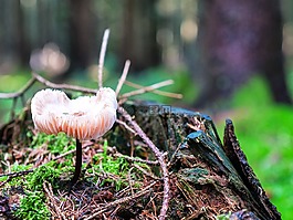 蘑菇,森林,秋季