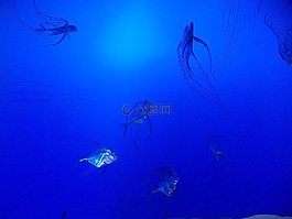 水族館,魚,藍(lán)色