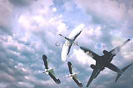 飛機(jī),飛行,天空