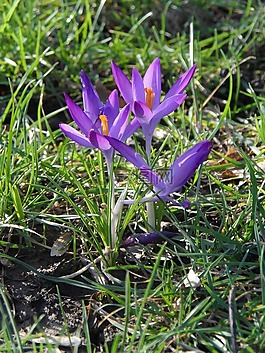藏紅花,紫,花